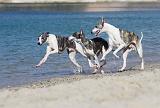 WHIPPET 212